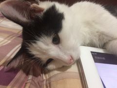 -淳澄水盆羊肉