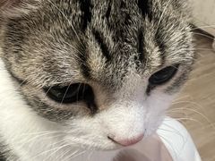 -李小姐の猫咖啡馆(五角场店)