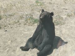 -新疆天山野生动物园