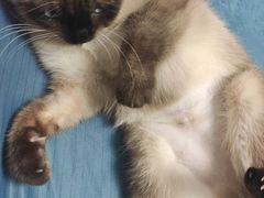 -派特宠物医院(圆融广场店)