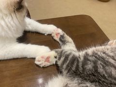 -猫友咖啡店(玉林西路店)