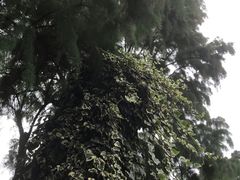-木府