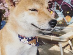 -柴犬高等学院·狗咖·柴犬售卖·宠物训练