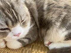 -平行世界·猫咖(首经贸店)