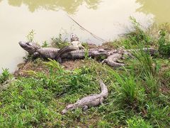 -中国扬子鳄村