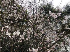 -南山植物园