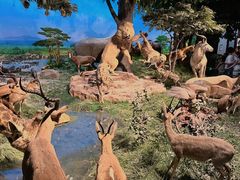 -国家自然博物馆