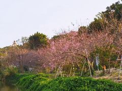 -丹樱生态园