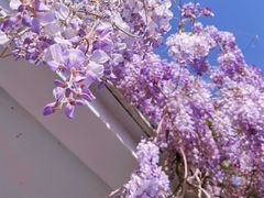 -石家庄市植物园