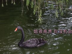 -深圳野生动物园