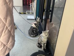 -瑞派伍一宠物医院·眼科·骨科·猫科转诊中心(马王堆院)