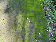 -大兴滨河森林公园