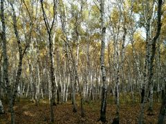 -塞罕坝国家级自然保护区