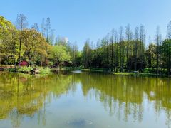 -上海滨江森林公园