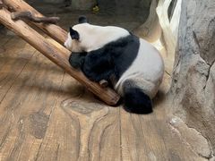 -深圳野生动物园