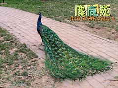 -北京麋鹿生态实验中心