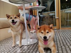 -COMPANION COFFEE小伴咖啡
