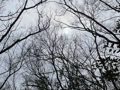 -上海佘山国家森林公园天马山园