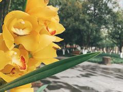 -望江楼公园