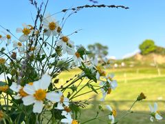 -光明小镇欢乐田园