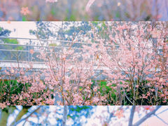 -狐尾山公园