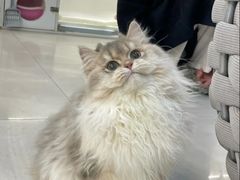 -lincat·猫舍(广州店)