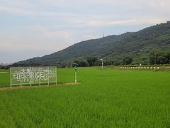 -艾米稻香小镇
