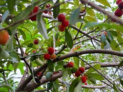 -塘栖枇杷特色园区