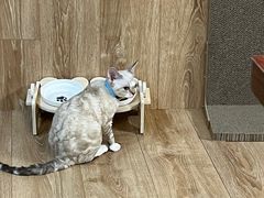 -momokira米努特·德文卷毛猫·棉花面纱犬