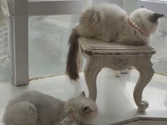 -共舞时光猫咖·狗咖(新街口店)