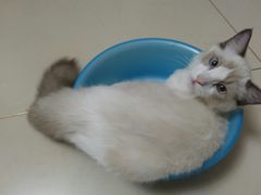 -宠爱国际动物医院·消化内科·心肾内科·ISFM猫友好(望京店)