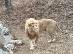 -石家庄市动物园