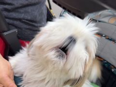 -美联众合动物医院·24h转诊中心