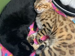 -猫亿天猫咖