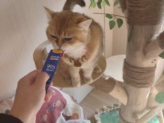 -唐小姐の私宠·宠物洗护美容·撸猫馆·购宠(周浦万达旗舰店)