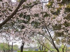 -高东镇樱花园