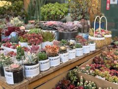 -双季花艺园艺市场(浦东店)