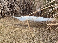 -鄱阳湖国家湿地公园