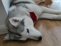 -Husky Go! 哈士奇体验馆·宠物咖啡厅狗咖