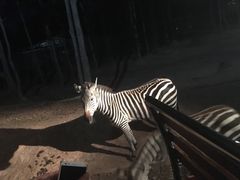 -清迈夜间动物园