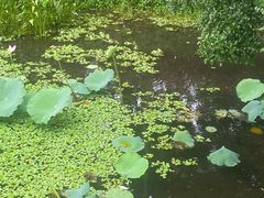 -荔湾湖公园