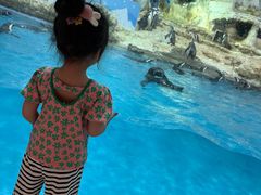 -帝企鹅自助餐厅•儿童岛•真企鹅(长隆企鹅酒店)