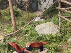 -都江堰中华大熊猫苑