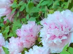 -花之城