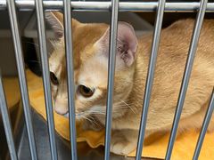 -创凡宠物医院·骨专科  猫科中心(西乡分院)