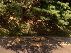 -大连森林动物园