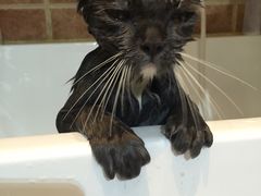 -Oh My Dog宠物沙龙(伊珊娜皮毛护理店)