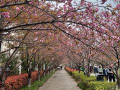 -高东镇樱花园