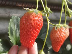 -大自然农场蔬菜草莓采摘园