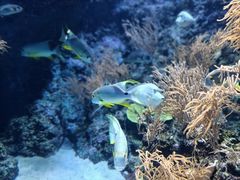 -新加坡海洋生态馆